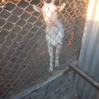 بز اصیل سانین ماده ۷ ماهه