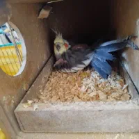 عروس هلندی نر|پرنده|کنگاور, |دیوار