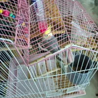 عروس هلندی|پرنده|سیاهکل, |دیوار