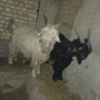 بیگ درجه یک