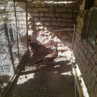 پرنده زینتی