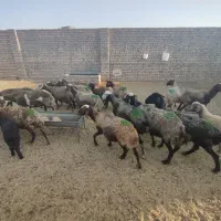 میش|حیوانات مزرعه|قنوات, |دیوار