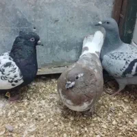 کفتر پرشی و جفتگاه