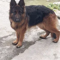 فروش سگ ژرمن شپرد