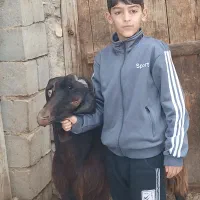 بز نر یک ساله|حیوانات مزرعه|شاهین دژ, |دیوار