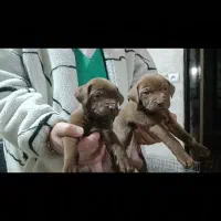 پ ی ت ب و ل اصل نر|سگ|تهران, خانی‌آباد|دیوار