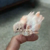 جوجه قناری رد فکتور سرلاکی