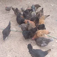 تعدادمرغ فروشی