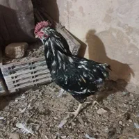 مرغ و خروس گلین|حیوانات مزرعه|شیراز, قلات|دیوار
