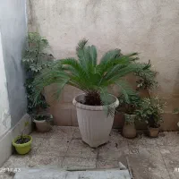 گل سیگاس نر|گل و گیاه طبیعی|رشت, نظری|دیوار