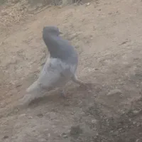 کله ای
