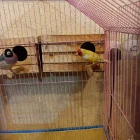 طوطی کوتوله فیشر مولد و فنج|پرنده|قشم, |دیوار