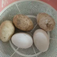 ۵عدد تخم نطفه دار اصیل قوقاز اصیل