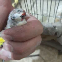 سهره|پرنده|مسجد سلیمان, |دیوار