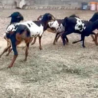 گل نابی صلاله|حیوانات مزرعه|رفسنجان, |دیوار