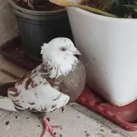 دو عدد کبوتر