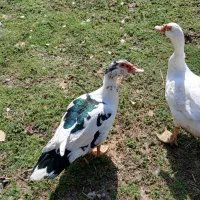 اردک اسرائیلی نر و ماده