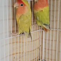 کوتوله اورجینال