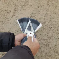 کفترگرفتنی‌نردولابی‌پرشی‌درمارلیک