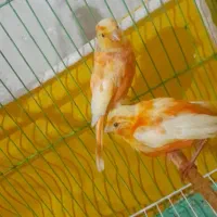 دوعدد جوجه قناری|پرنده|مرودشت, ابوذر شمالی‎|دیوار