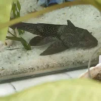 لجن خوار اسپرت