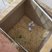 یک جفت طوطی عروس هلندی سخنگو بندر دیّر|پرنده|بندر کنگان, |دیوار