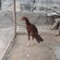جوجه چابهاری