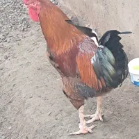 خروس محلی بزرگ