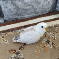 طوطی برزیلی