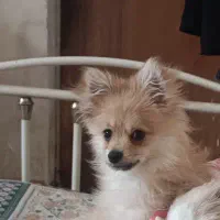 پامر روباهی