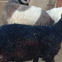 فروش 8 عدد بره نر