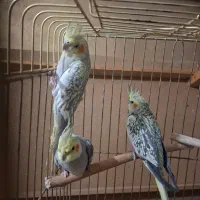 عروس هلندی|پرنده|تهران, جوادیه تهرانپارس|دیوار