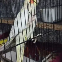 پرنده عروس هلندی  زیبا