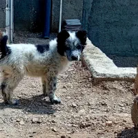 توله لاس قدرجونی