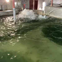 بچه ماهیه قزل فرانسه