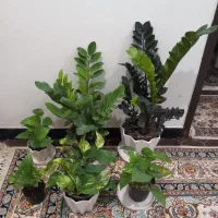سبز لباس|کفش و لباس بچه|بندر دیر, |دیوار