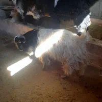 مایل به معاوضه نیستم