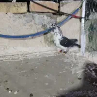 کبوتر|پرنده|کوار, |دیوار