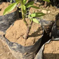 نهال گردو پربار و مقاوم مناسب مناطق سردسیرو معتدل|خدمات باغبانی و درختکاری|تبریز, |دیوار