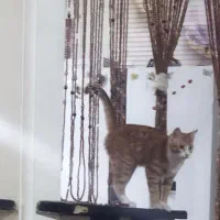 واگذاری گربه نر ۶ ماهه