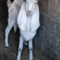 گوسفند نسل دار