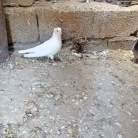 کبوتر فروشی تهرانی ترکیه هما