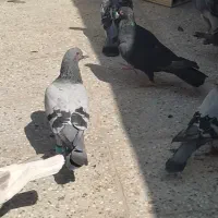 تربت حیدریه|پرنده|تربت‌حیدریه, شهید بهشتی|دیوار