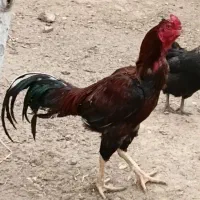 مرغ و خروس لاری