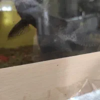 یک عدد ماهی کت وارونه|ماهی|رشت, حومه رشت|دیوار