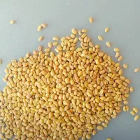 بذر یونجه