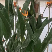 سیکاس بزرگ بالای ۳۰سال