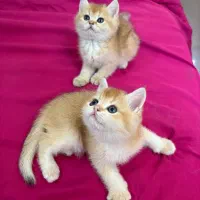 گربه کوچولو|گربه|تهران, تهرانسر شرقی|دیوار