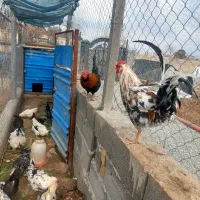 خروس گلین فروشی