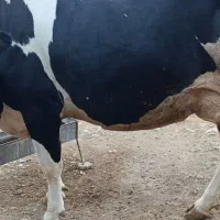 گاو|حیوانات مزرعه|کارزان, |دیوار